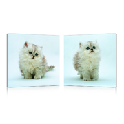 Set de 2 Tableaux KITTENS image pub1