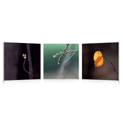 Set de 3 Tableaux design BUDS image pub1
